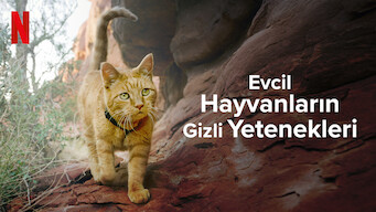 Evcil Hayvanların Gizli Yetenekleri (2022)